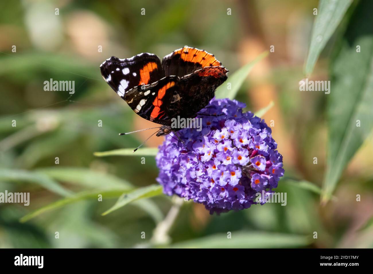 Red Amiral, Vanessa atalanta papillon sur Buddleia Banque D'Images