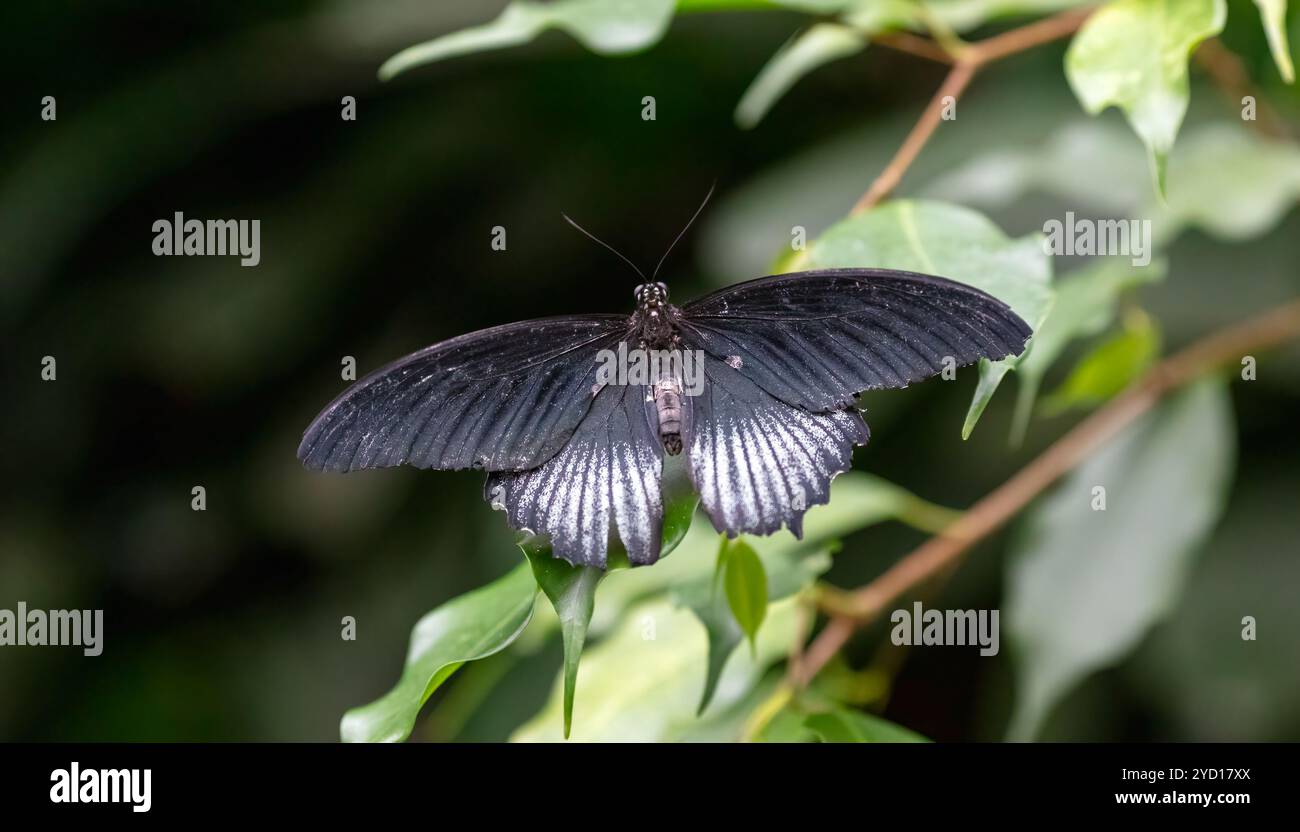 Grand mormon (Papilio memnon) papillon Banque D'Images