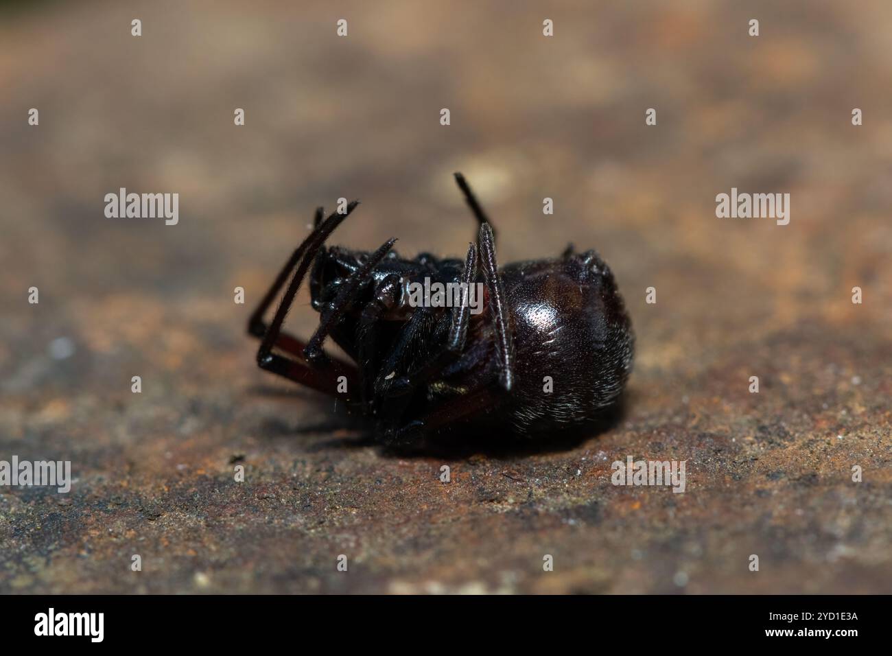 Fausse araignée à boutons (Steatoda sp.), également connue sous le nom d'araignée noire en toile d'araignée, araignée brune de maison ou araignée de placard Banque D'Images