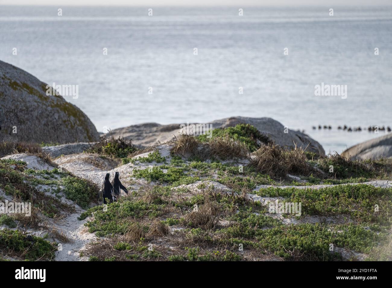 Deux manchots du Cap marchant ensemble vers la plage et l'eau Banque D'Images