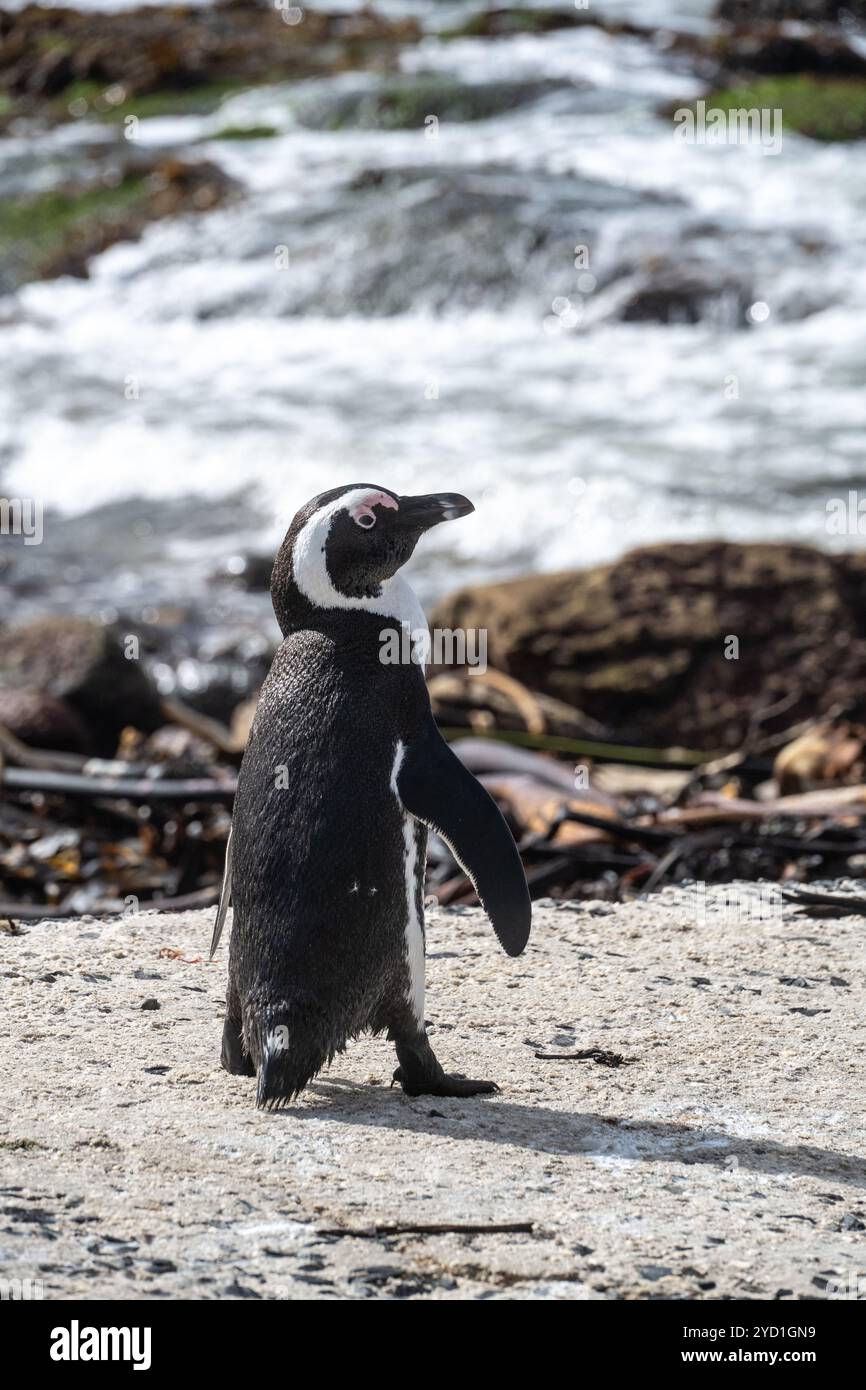 Penquin unique d'Afrique du Sud Banque D'Images
