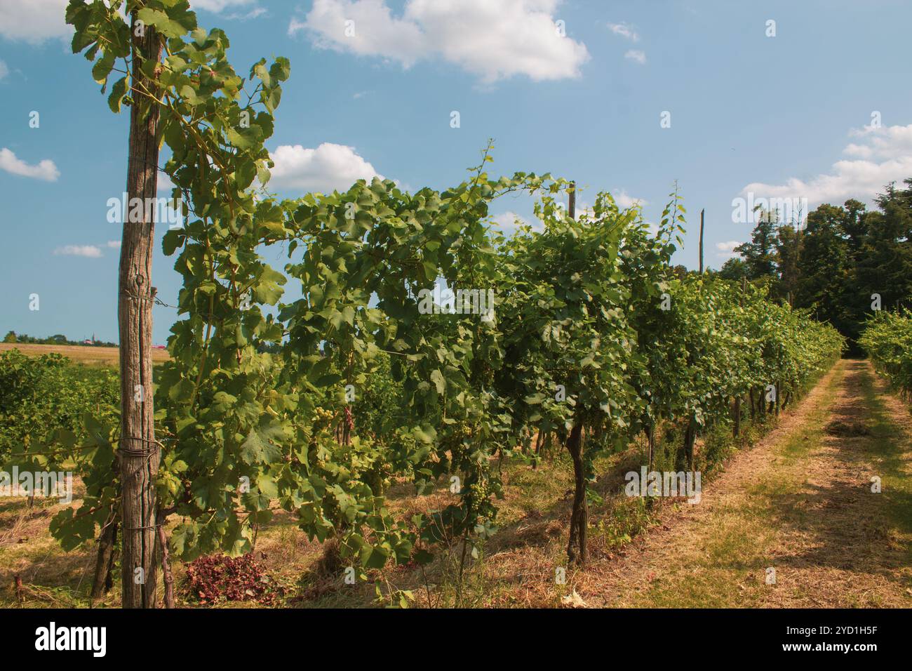 Les vignes et les arbustes avec des feuilles de raisin vert et des branches et des fruits poussant dans la campagne italienne en été pendant les journées ensoleillées Banque D'Images