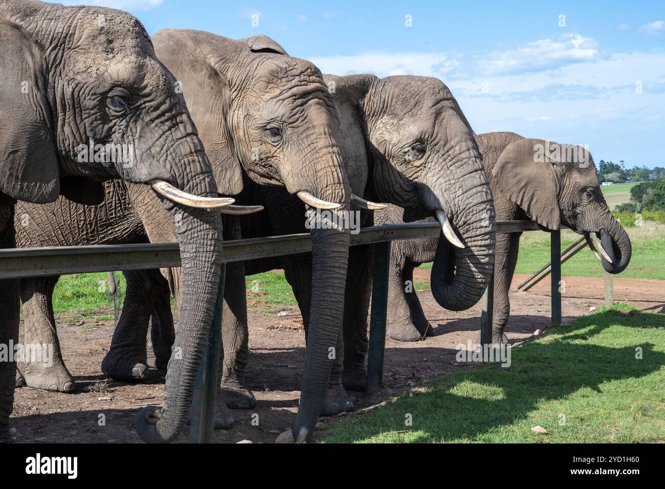 Éléphants prêts à être nourris au Knysna Elephant Park Banque D'Images