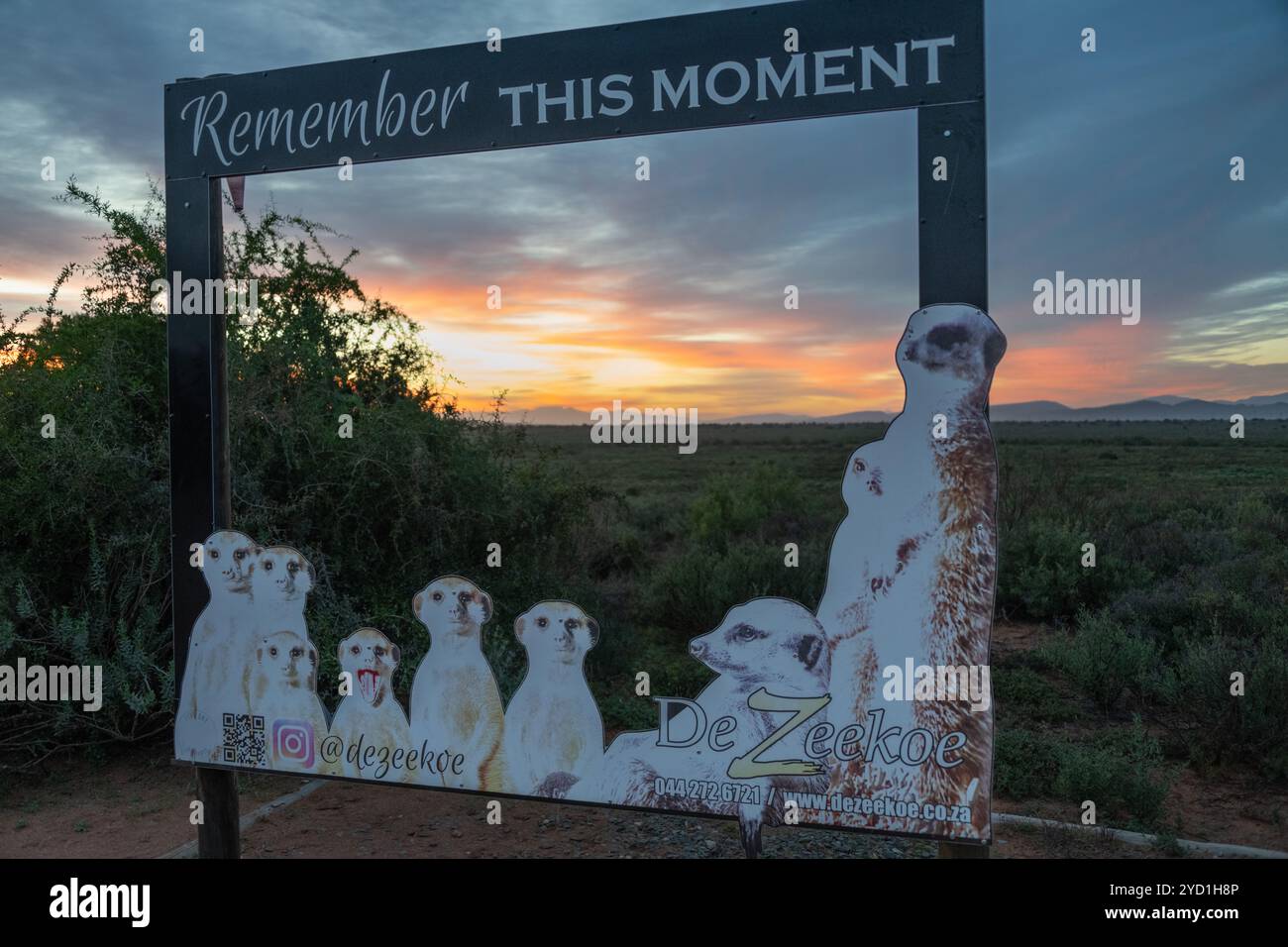 Panneau d'image pour la compagnie de tournée Five Shy Meerkat tôt le matin lorsque les visites commencent Banque D'Images
