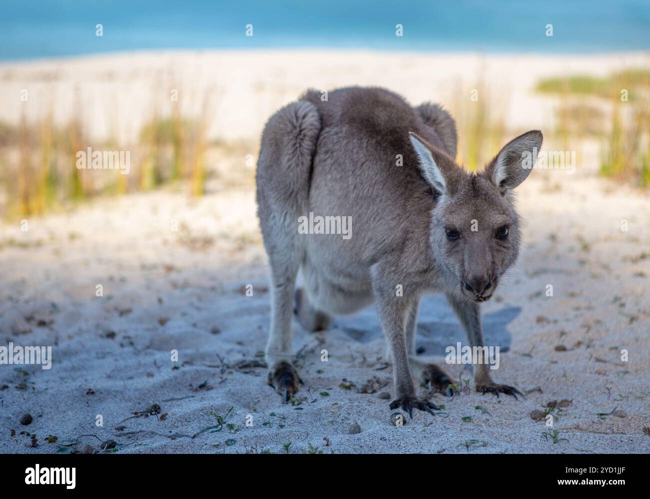 Kangourou juvénile sur la plage dans la lumière de l'après-midi Banque D'Images