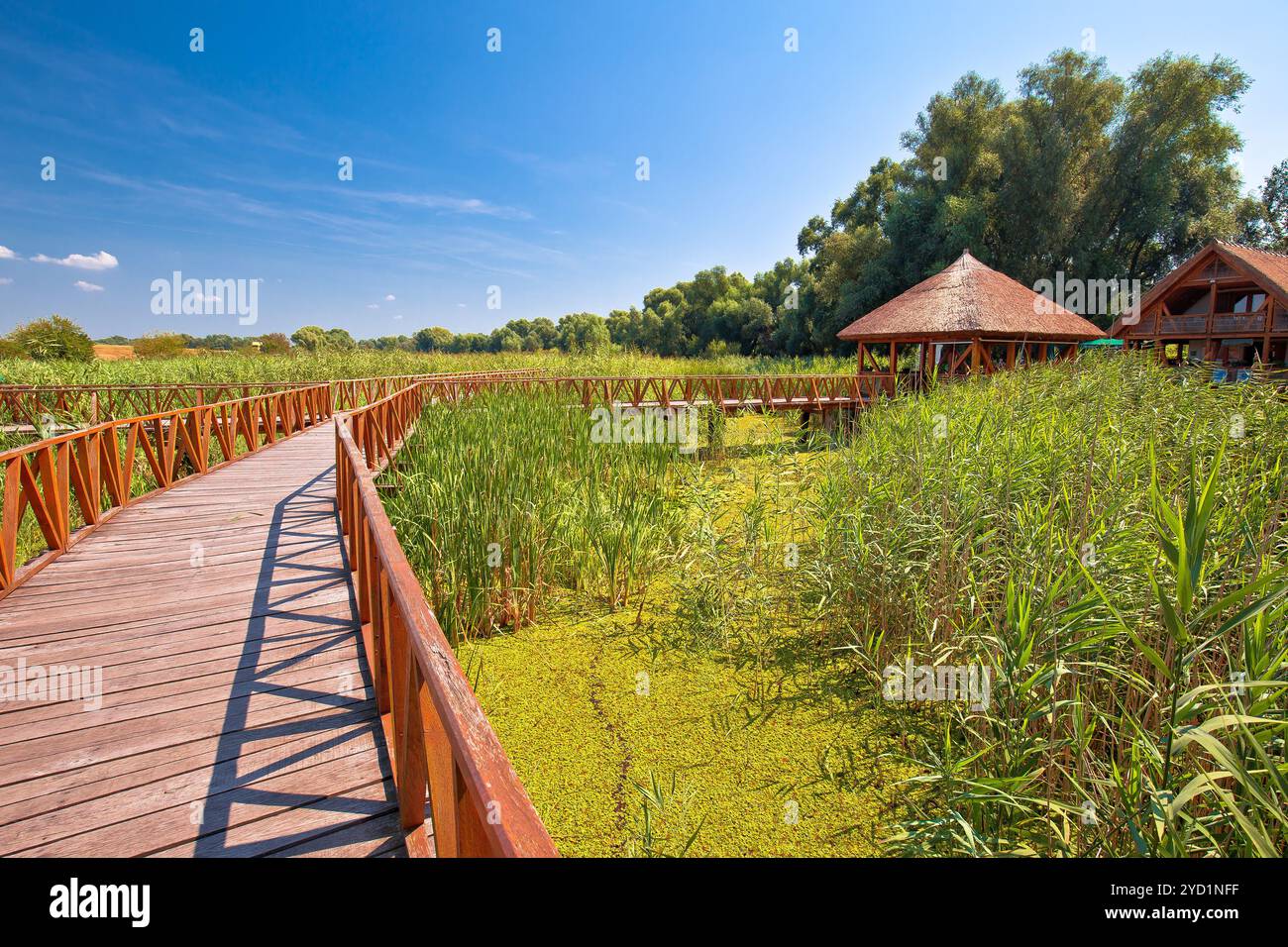 Kopacki rit Marshes parc naturel vue sur la promenade en bois Banque D'Images