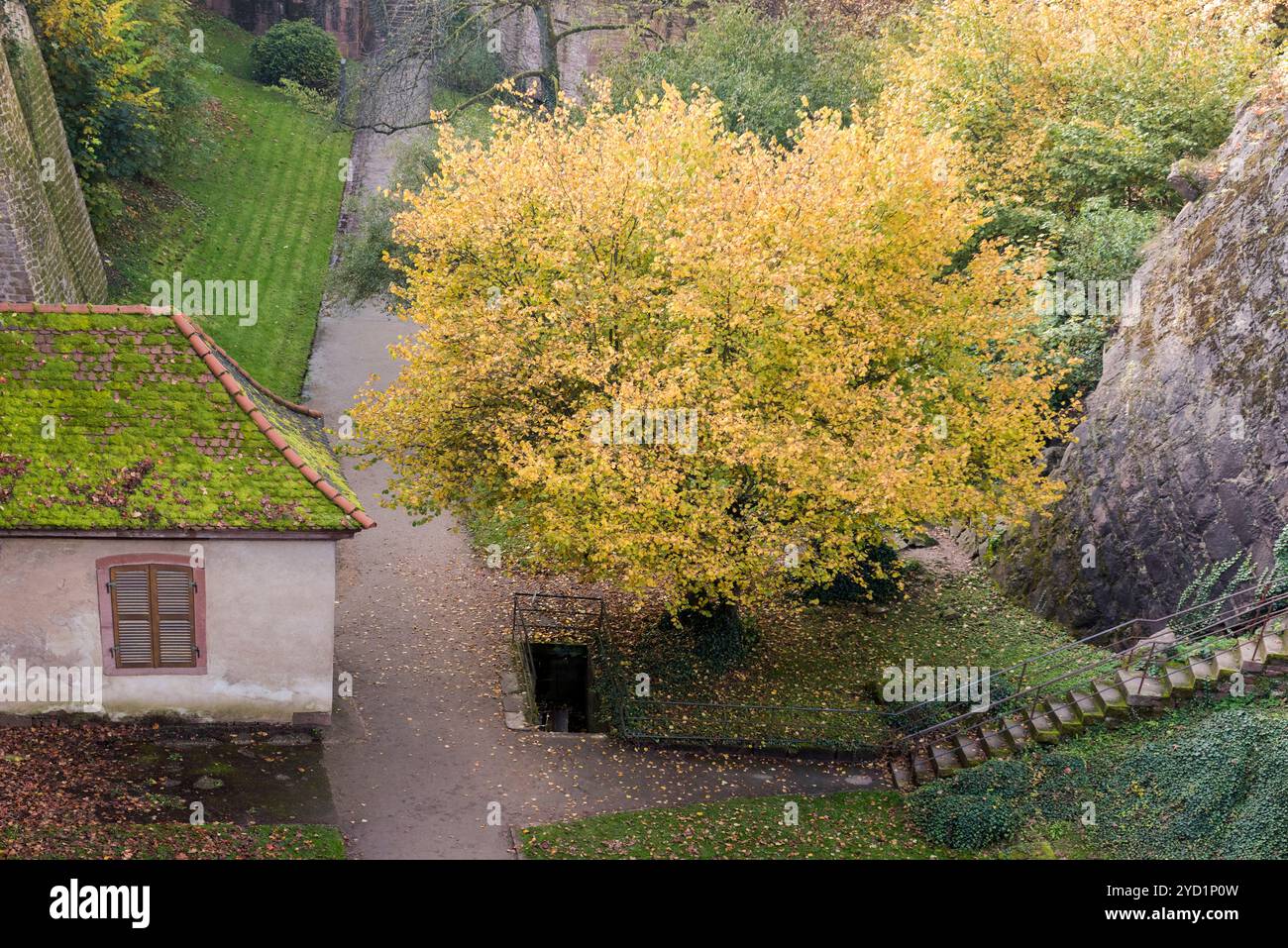 Un paysage d'automne serein avec un arbre aux feuilles dorées à côté d'un vieux bâtiment couvert de mousse, Banque D'Images