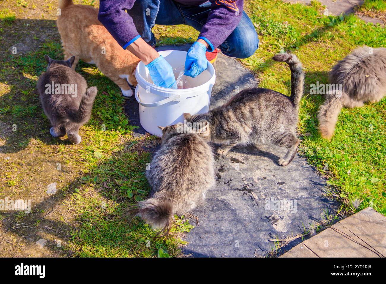 Nourrir les chats domestiques. Beaucoup de chats. Les chats propres et bien entretenus mangent sur l'herbe. Animaux de compagnie. Banque D'Images