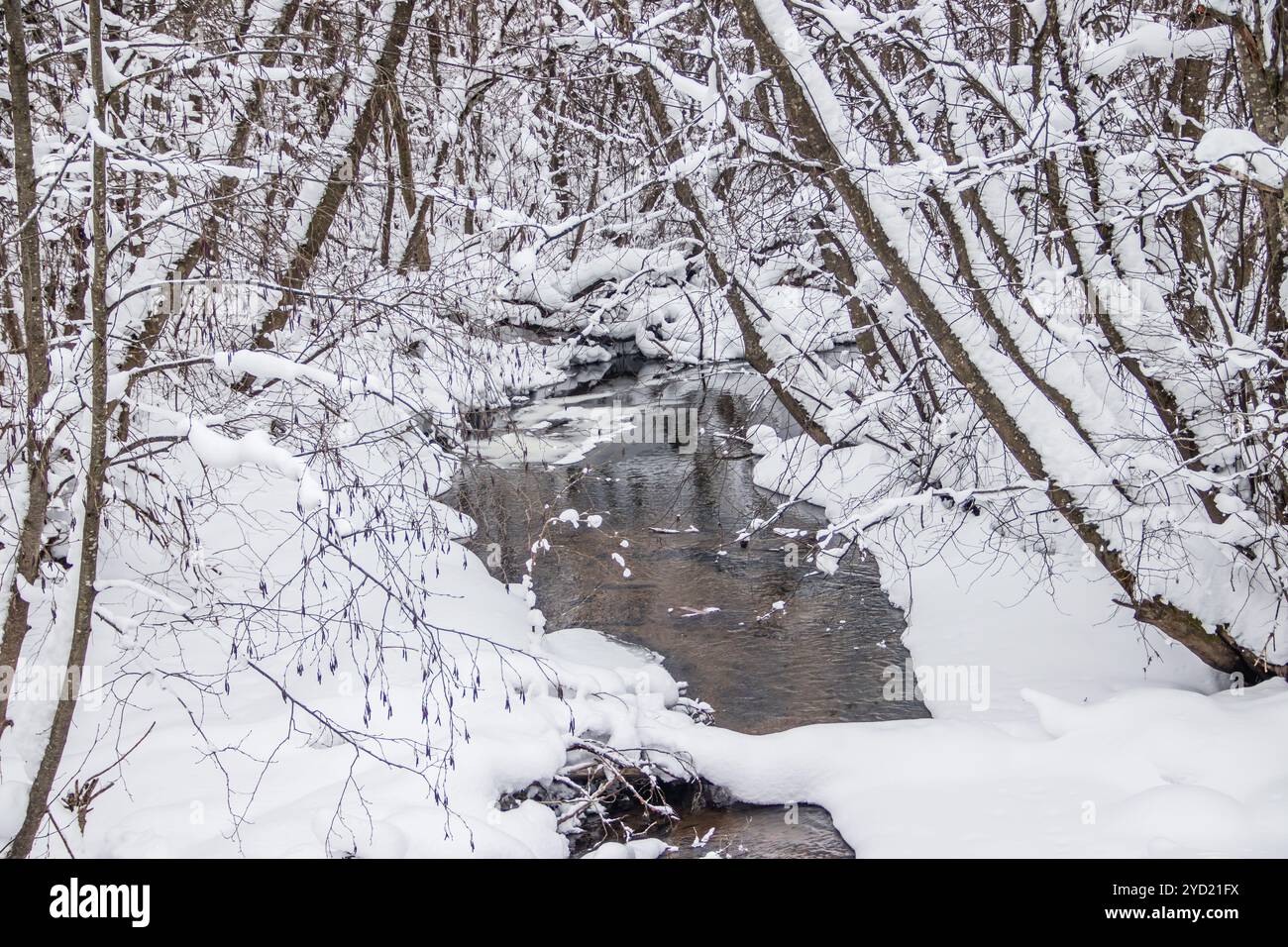 Une petite rivière en hiver. Paysage hivernal. Eau dans les rivières. Arbres d'hiver. Neige. Banque D'Images