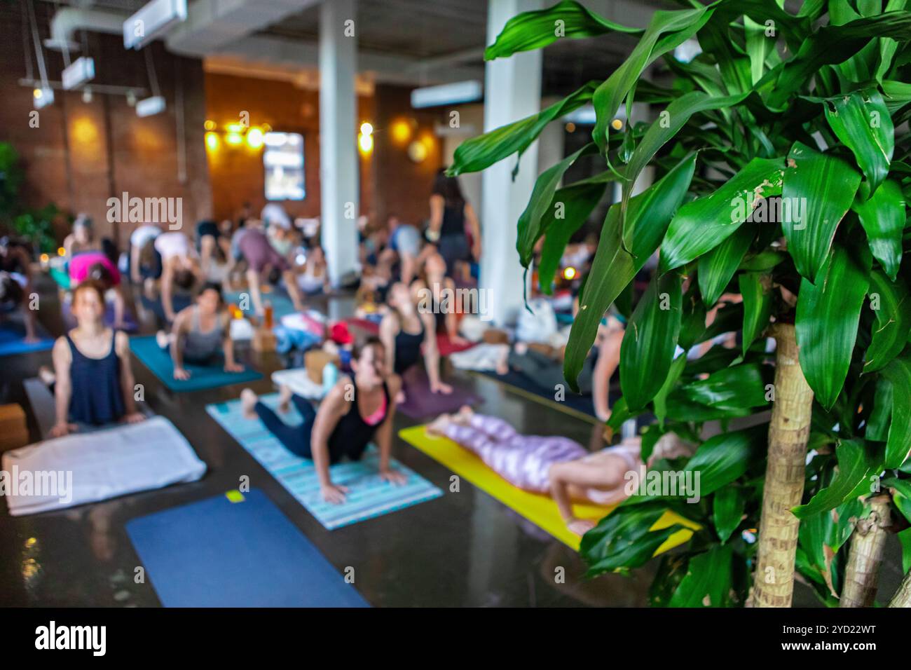 Groupe diversifié de personnes en cours de yoga. Banque D'Images