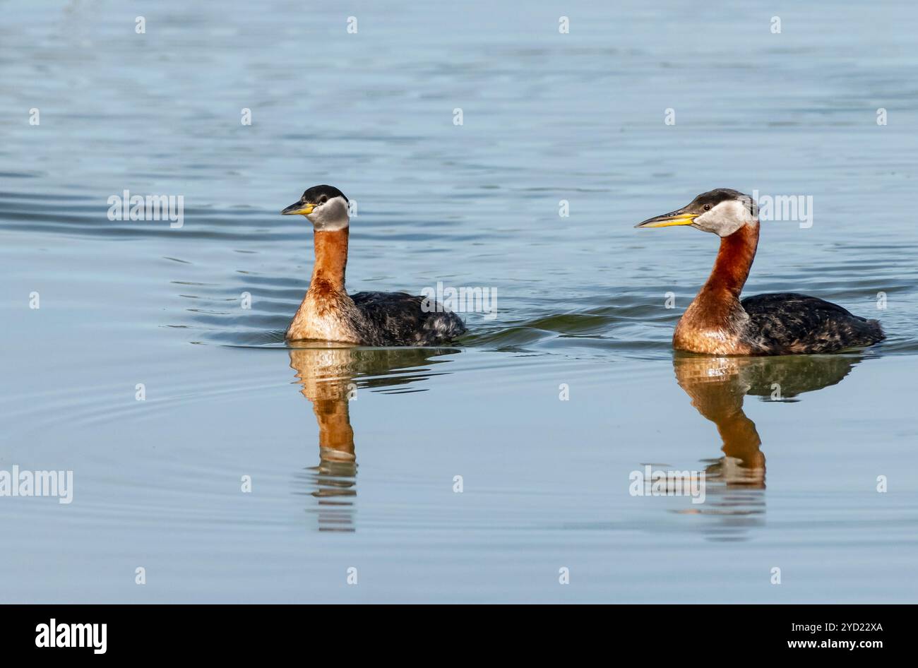 Grebe à cou rouge, printemps, Alaska Banque D'Images