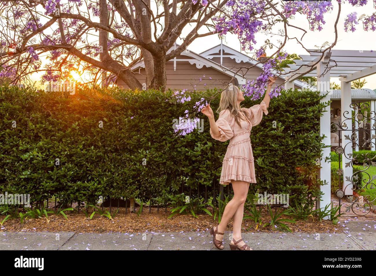 Admirez les grappes de fleurs d'arbre Jacaranda violettes Banque D'Images