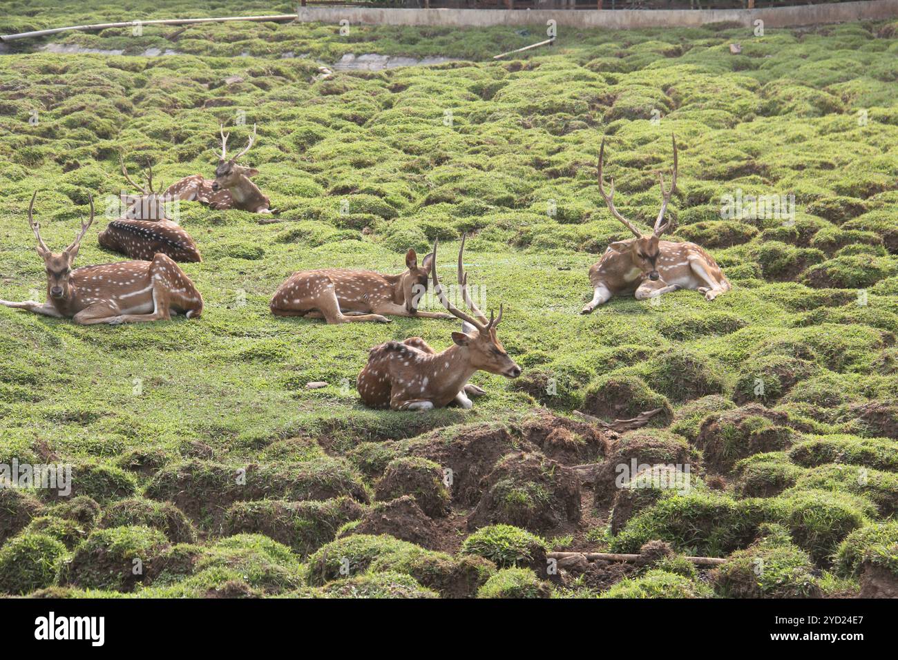 Repéré des cerfs bronzer dans l'après-midi. Banque D'Images