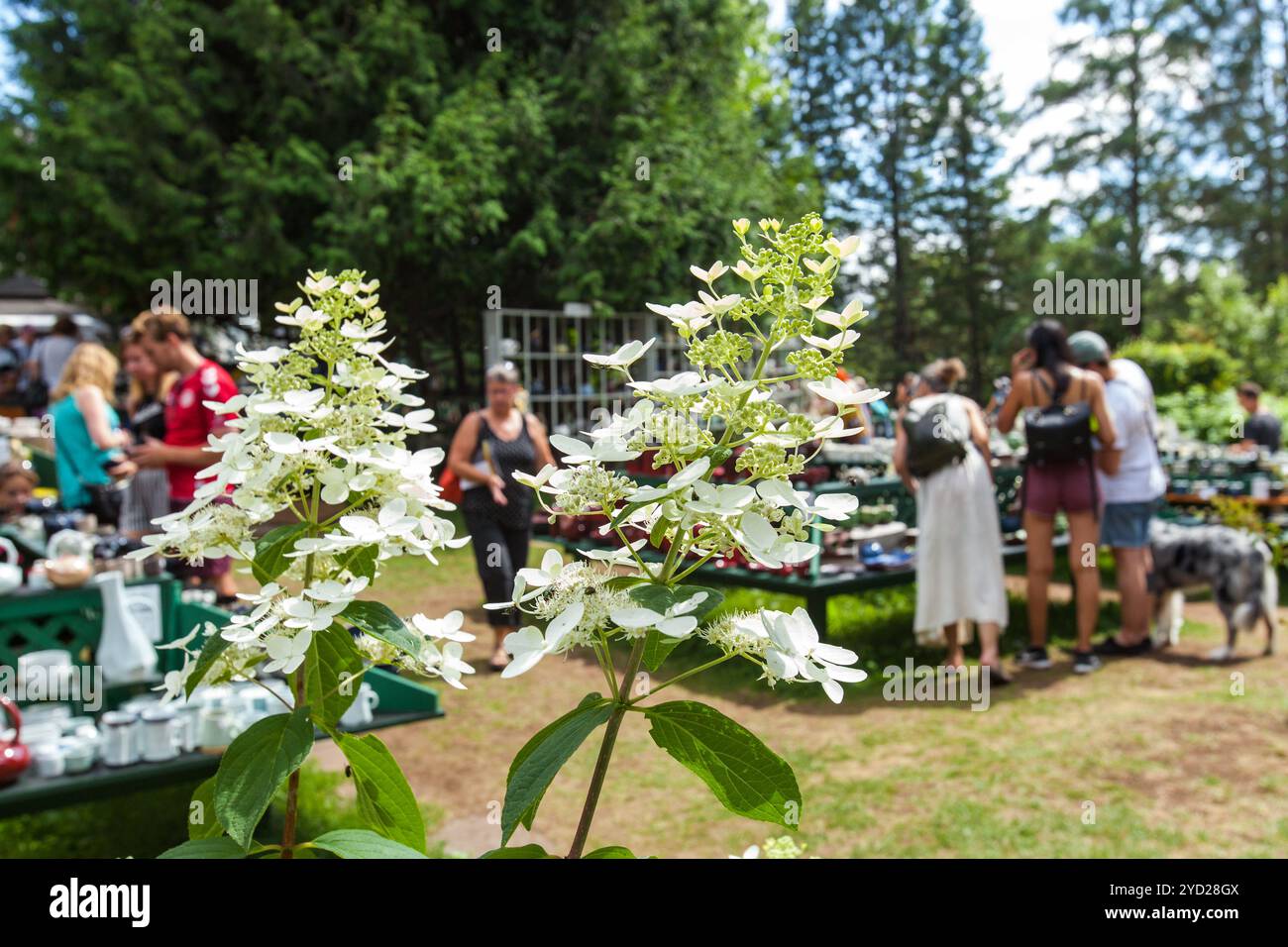 2 fleurs blanches devant une couronne regardant des articles de poterie Banque D'Images