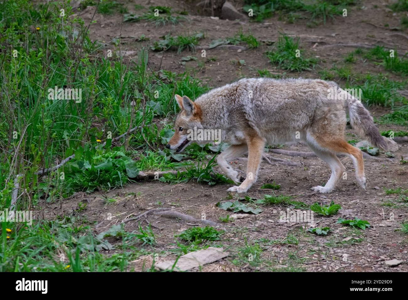 Un seul Coyote au printemps. Banque D'Images