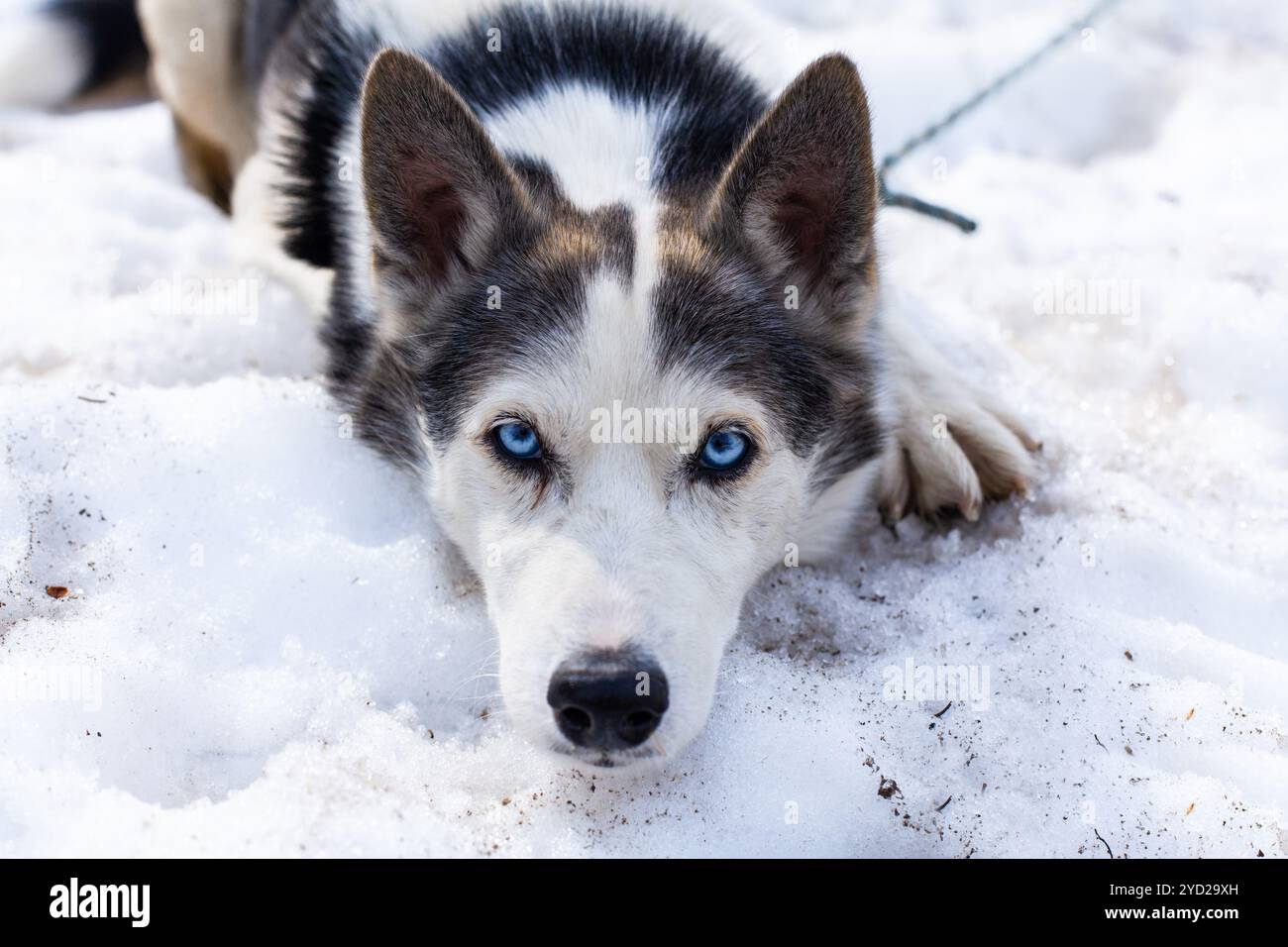 Chien Husky mignon randonnée autour de la montagne Banque D'Images