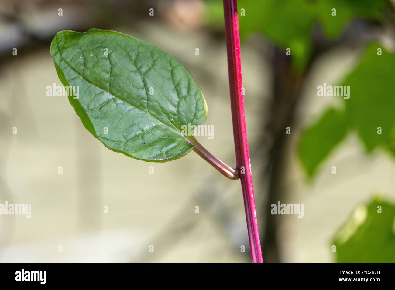 Un gros plan d'une feuille verte d'épinards Malabar, un légume sain. Son nom scientifique est Basella alba, et il est connu localement sous le nom de pui shak au Bangladesh Banque D'Images