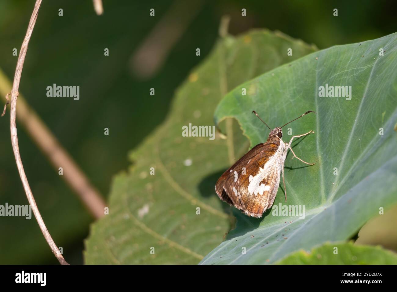 Un beau papillon de démon d'herbe (Ancistroides folus) perché sur une feuille verte. Banque D'Images