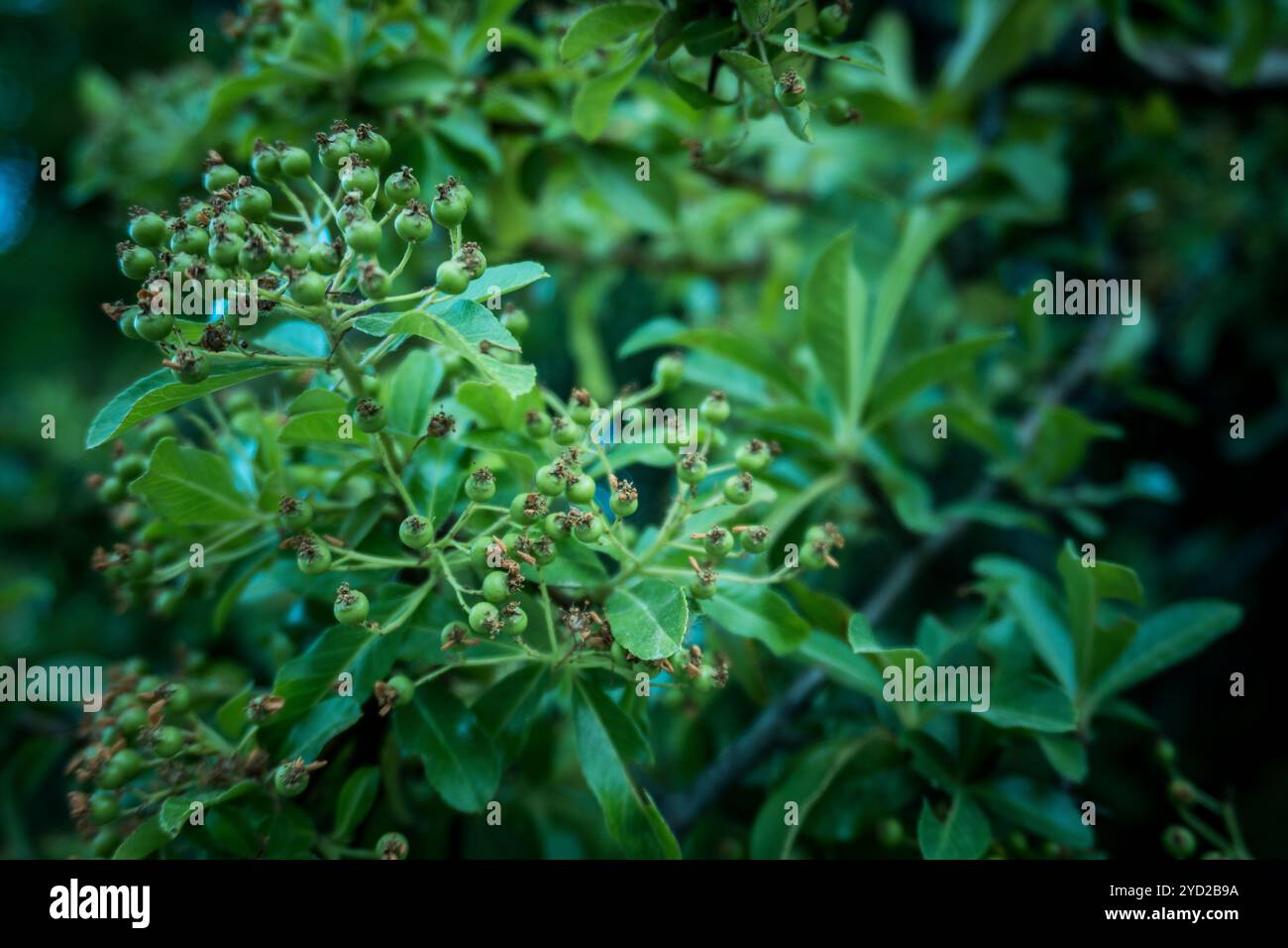 Concept nature. Banque D'Images