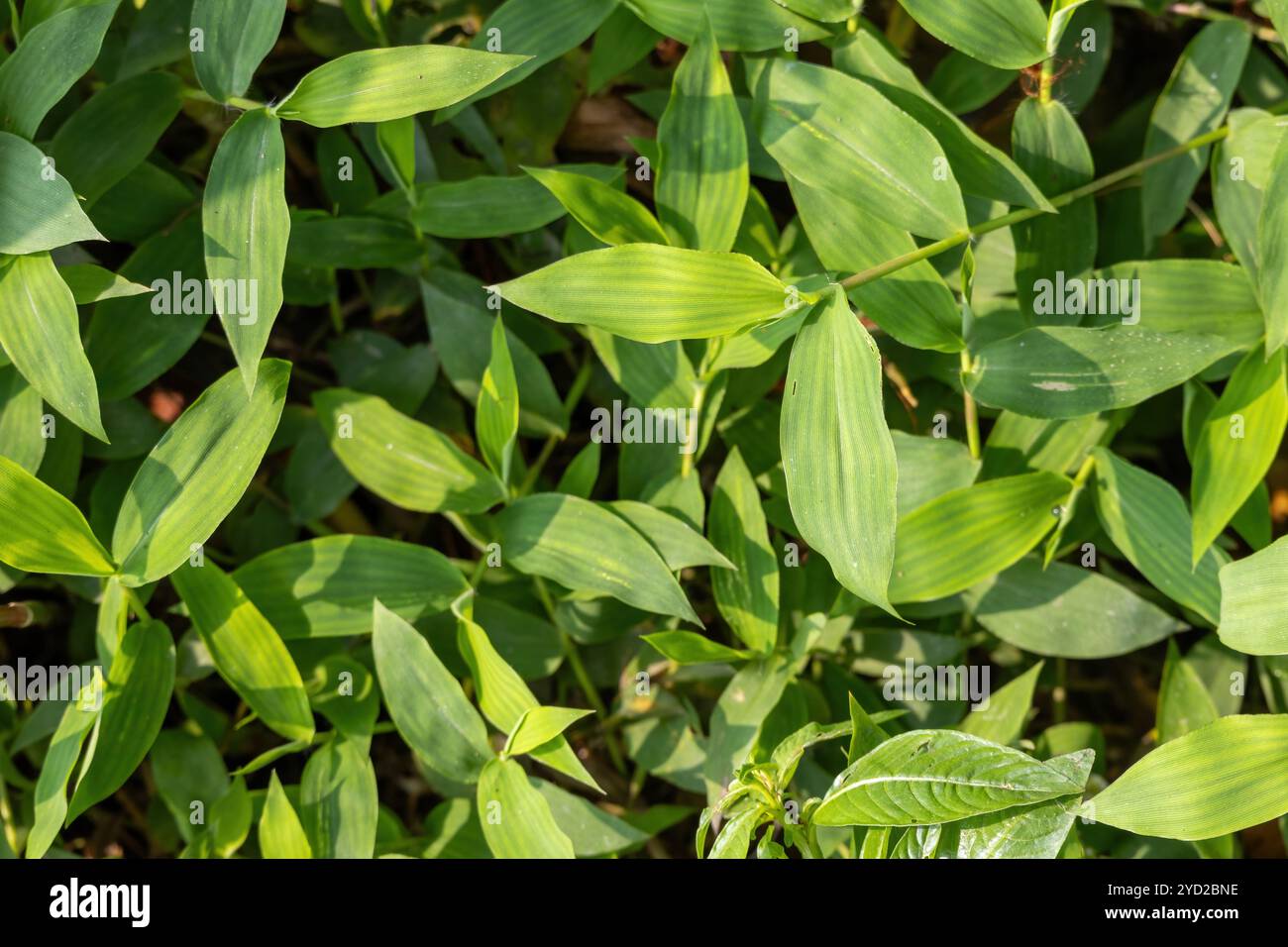 Des feuilles d'herbe verte couvrent la prairie dans le parc extérieur du matin. Banque D'Images