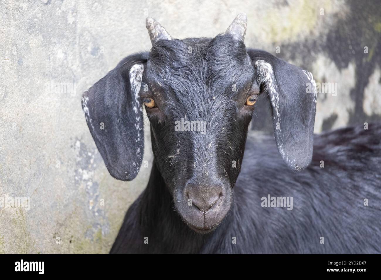 Gros plan d'une tête de chèvre noire du Bengale, regardant la caméra. C'est un animal domestique commun élevé dans la plupart des régions rurales du Bangladesh. Banque D'Images