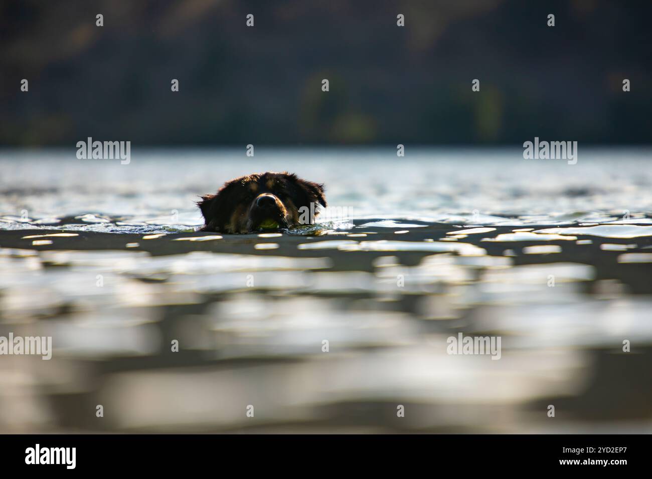 Chien similaire berger australien joue dans la rivière Banque D'Images