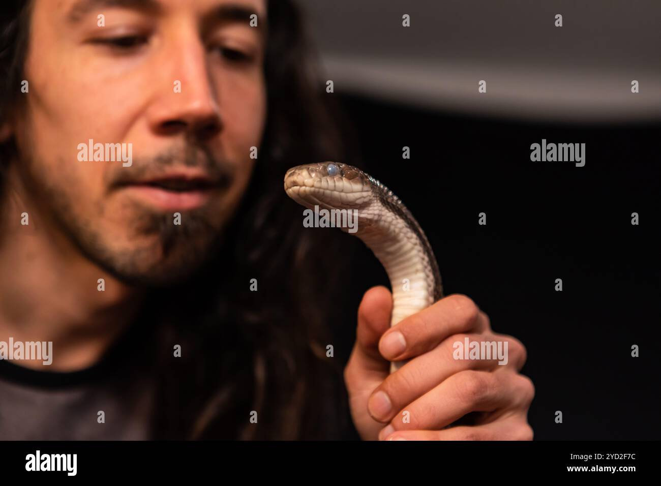 Serpent rat animal manipulé pendant le tournage en studio Banque D'Images