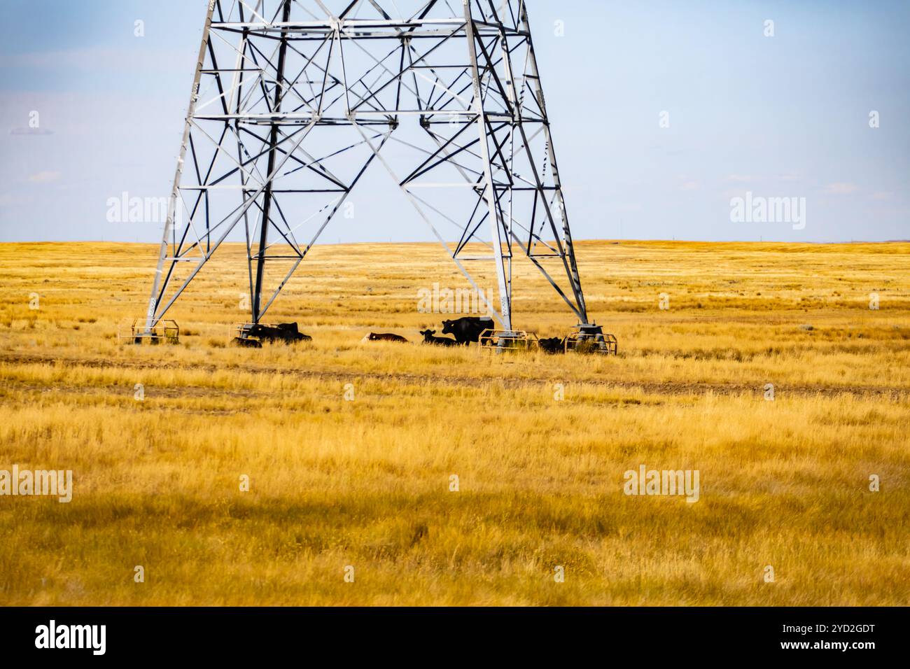 Bovins sous pylône électrique dans un champ Banque D'Images