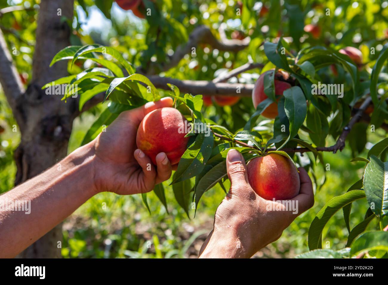 Mains cueillant des fruits de pêche, arbre de verger Banque D'Images