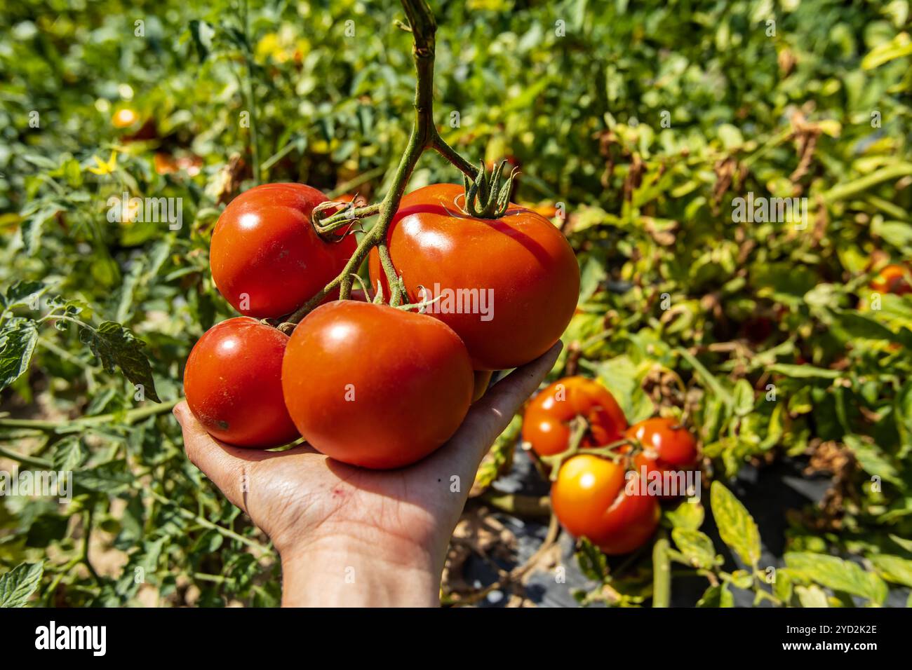 Main de fermier cueillant une tomate rouge Banque D'Images