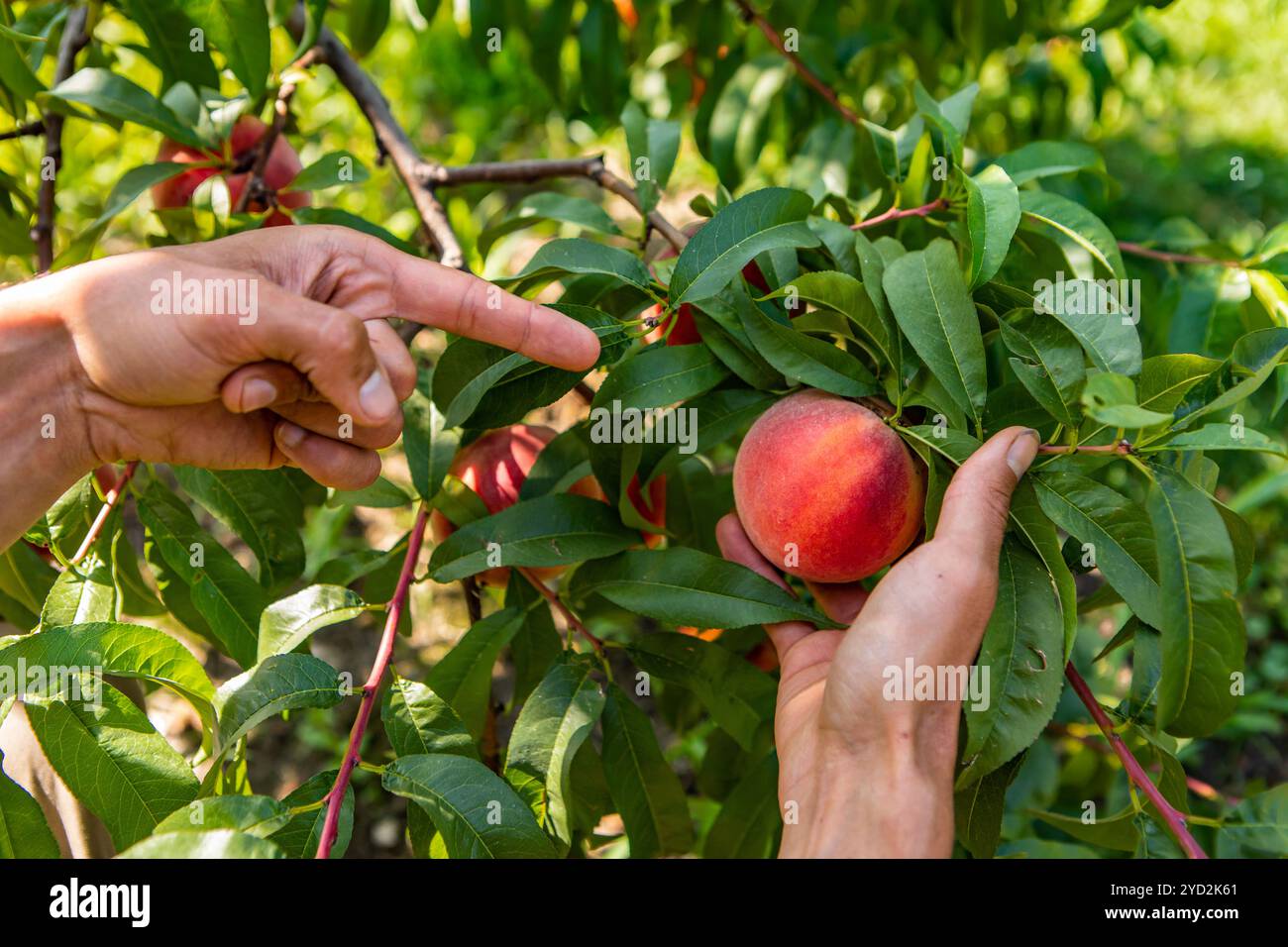 Mains cueillant des fruits de pêche, arbre de verger Banque D'Images