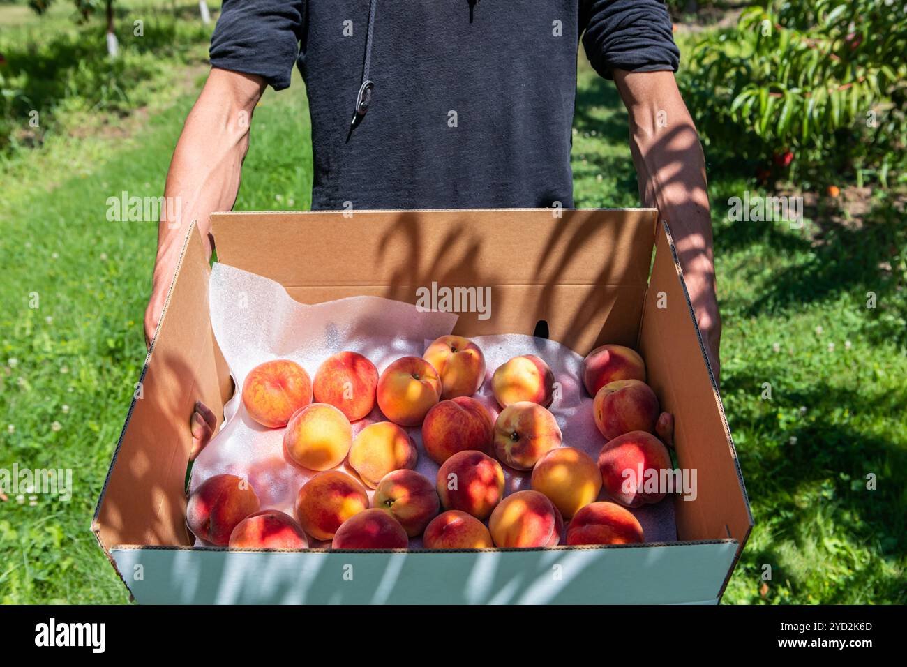 Fruits de pêche mûrs dans une boîte d'emballage Banque D'Images