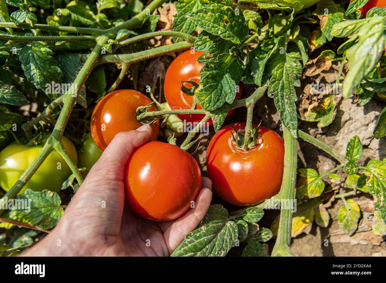 Main de fermier cueillant une tomate rouge Banque D'Images