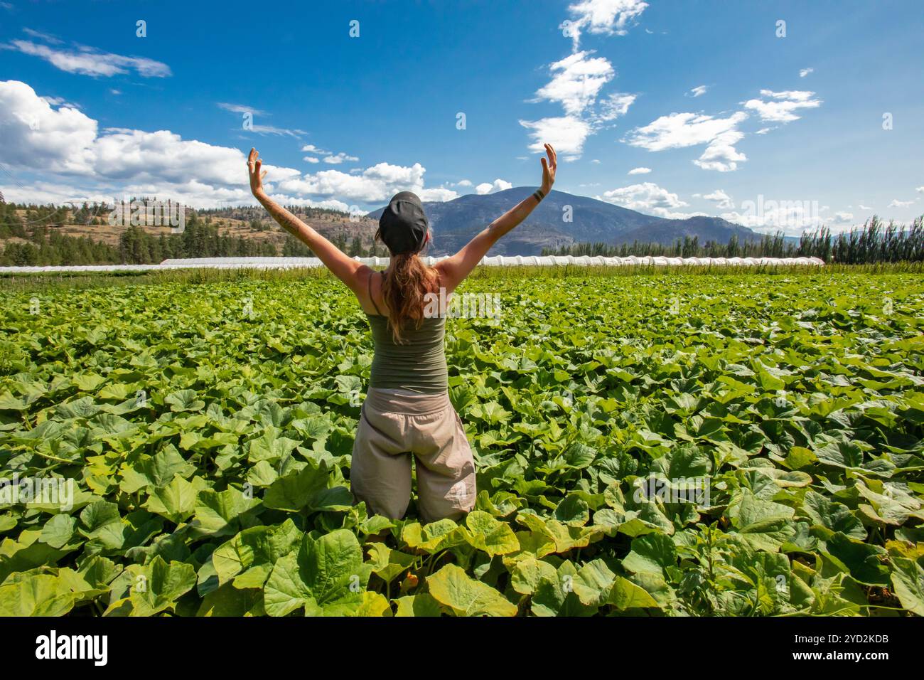 Une femme visite Okanagan Valley Fields Banque D'Images