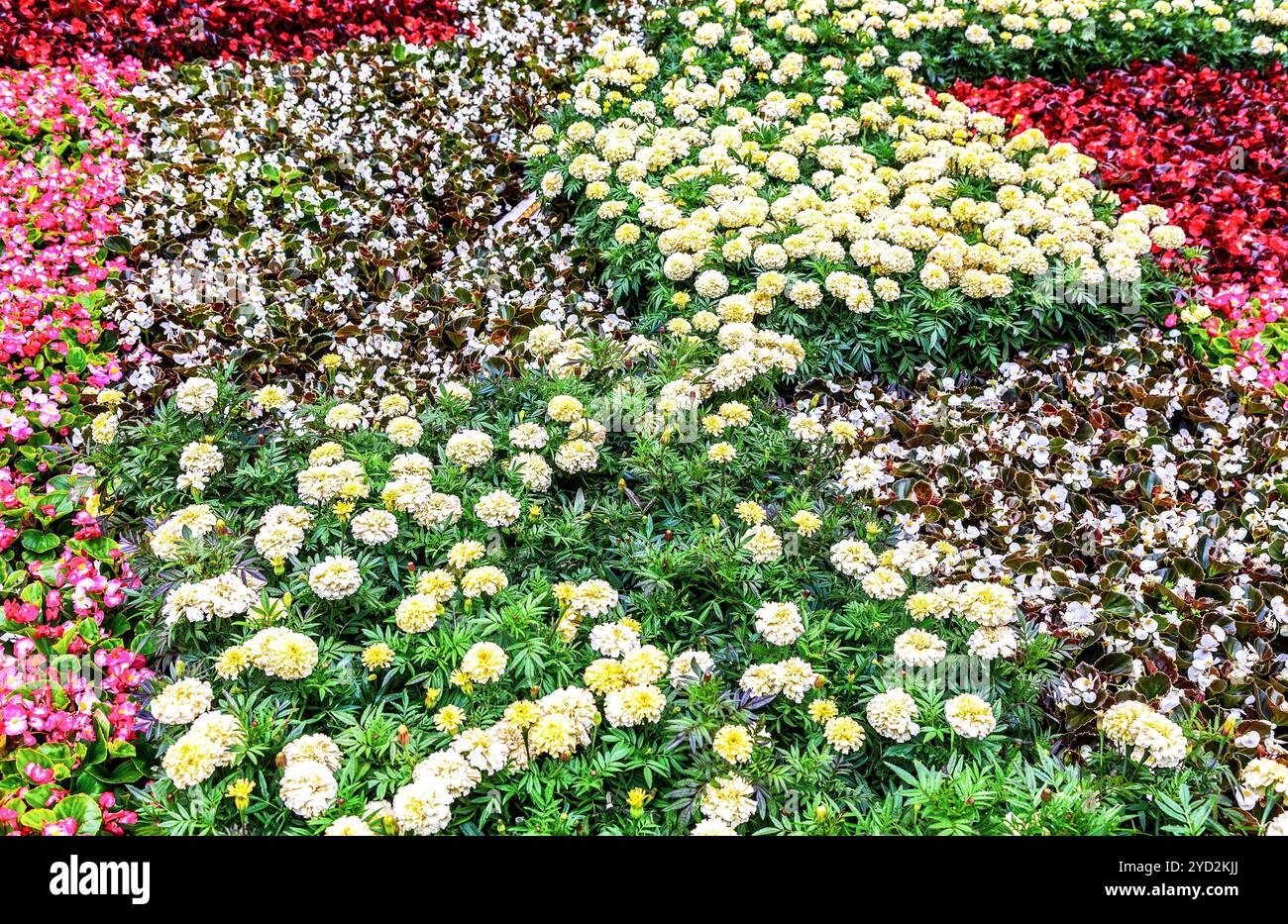 Fond de fleur de diverses fleurs colorées Banque D'Images