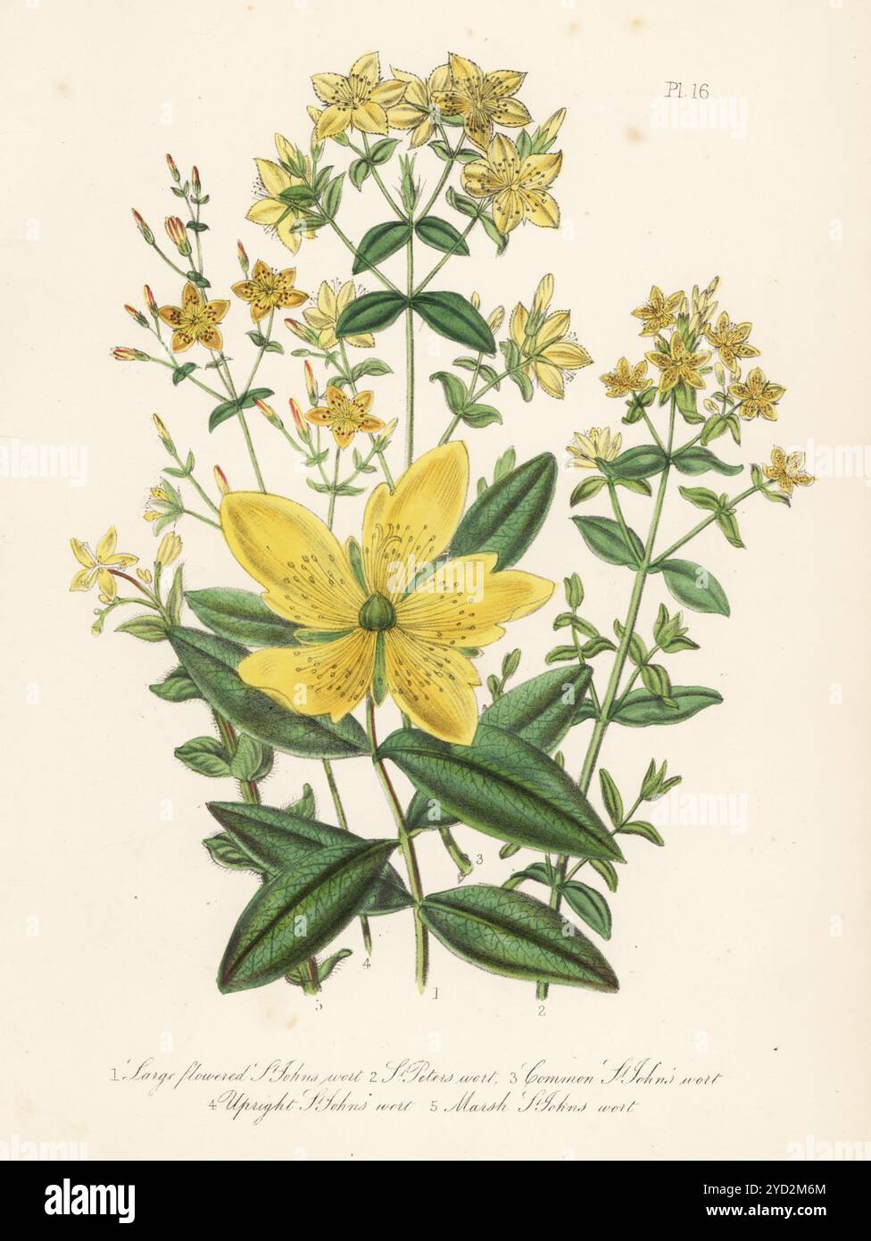 Millepertuis à fleurs plus grandes, Hypericum calycinum, millepertuis, Hypericum tetrapterum, millepertuis commun, Hypericum perforatum, millepertuis debout, Hypericum pulchrum, et marais : millepertuis, Hypericum elodes. Lithographie colorée à la main par Henry Noel Humphreys d'après une illustration botanique de Jane Loudon tirée de son livre British Wild Flowers, William Smith, Londres, 1846. Banque D'Images