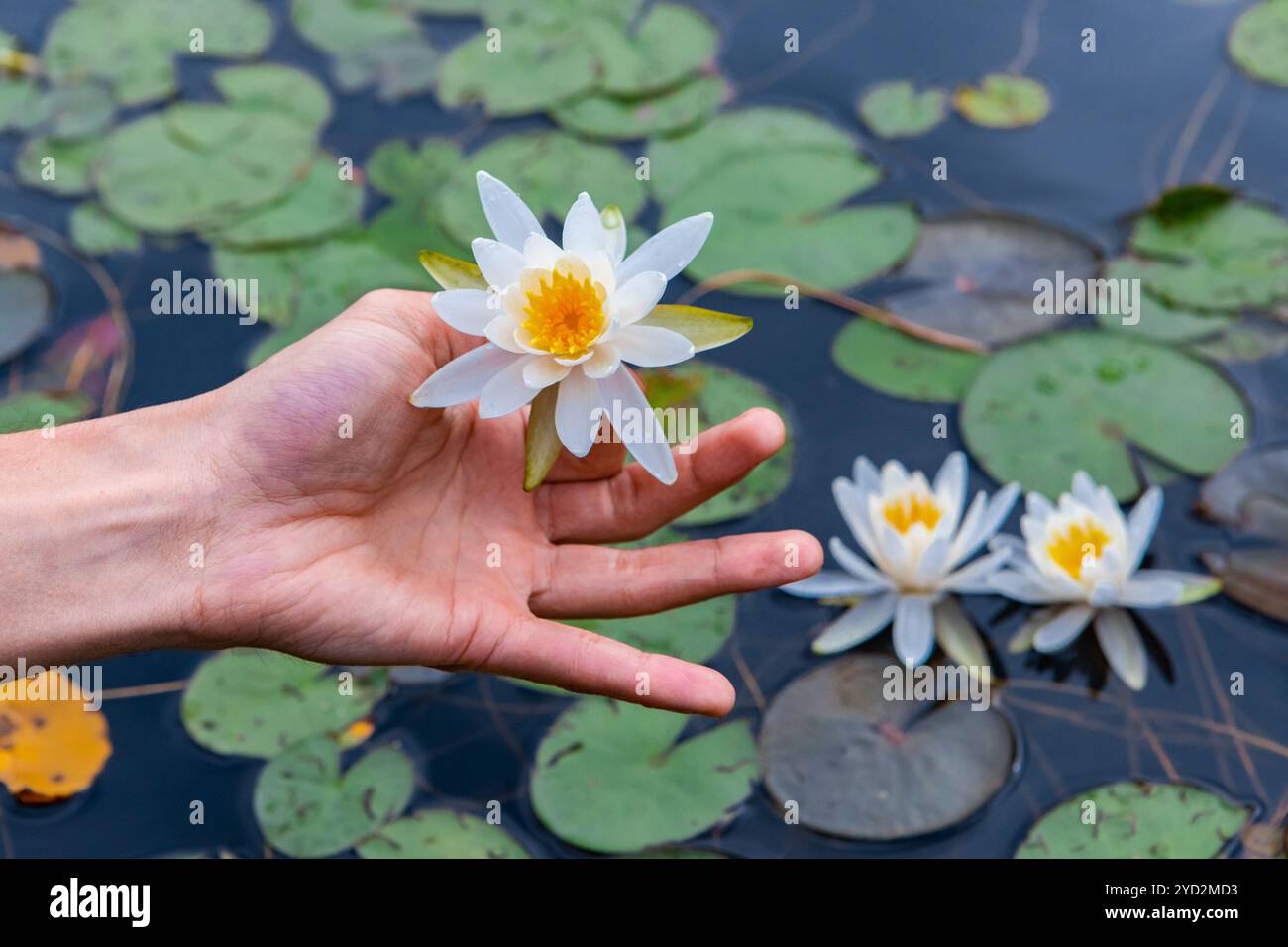 Main d'homme tenant le lotus blanc au-dessus du lac Banque D'Images