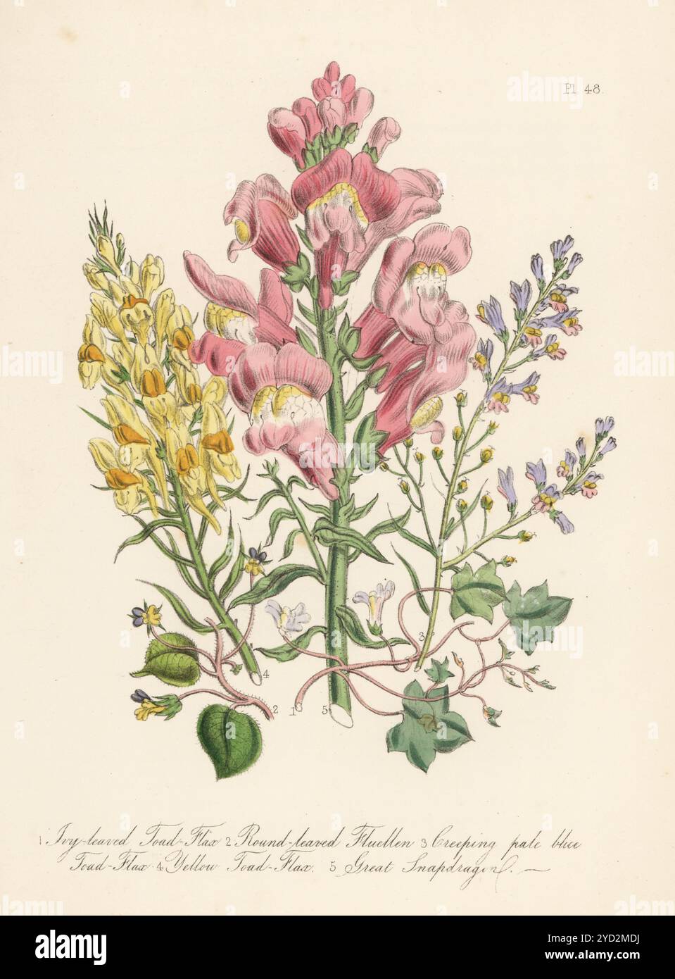 Lin de crapaud à feuilles de lierre, Cymbalaria muralis, fluellen à feuilles rondes, Kickxia spuria, lin de crapaud bleu pâle rampant, Linaria repens, lin de crapaud jaune, Linaria vulgaris et grand snapdragon. Antirrhinum majus. Lithographie colorée à la main par Henry Noel Humphreys d'après une illustration botanique de Jane Loudon tirée de son livre British Wild Flowers, William Smith, Londres, 1846. Banque D'Images