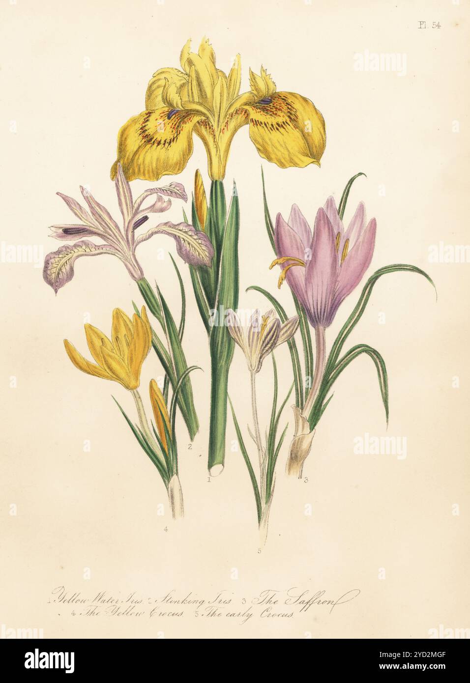 Iris d’eau jaune, Iris pseudacorus, iris puant, Iris foetidissima, safran, Crocus sativus, crocus jaune, Crocus flavus subsp. Flavus, et crocus précoce, Crocus biflorus. Lithographie colorée à la main par Henry Noel Humphreys d'après une illustration botanique de Jane Loudon tirée de son livre British Wild Flowers, William Smith, Londres, 1846. Banque D'Images