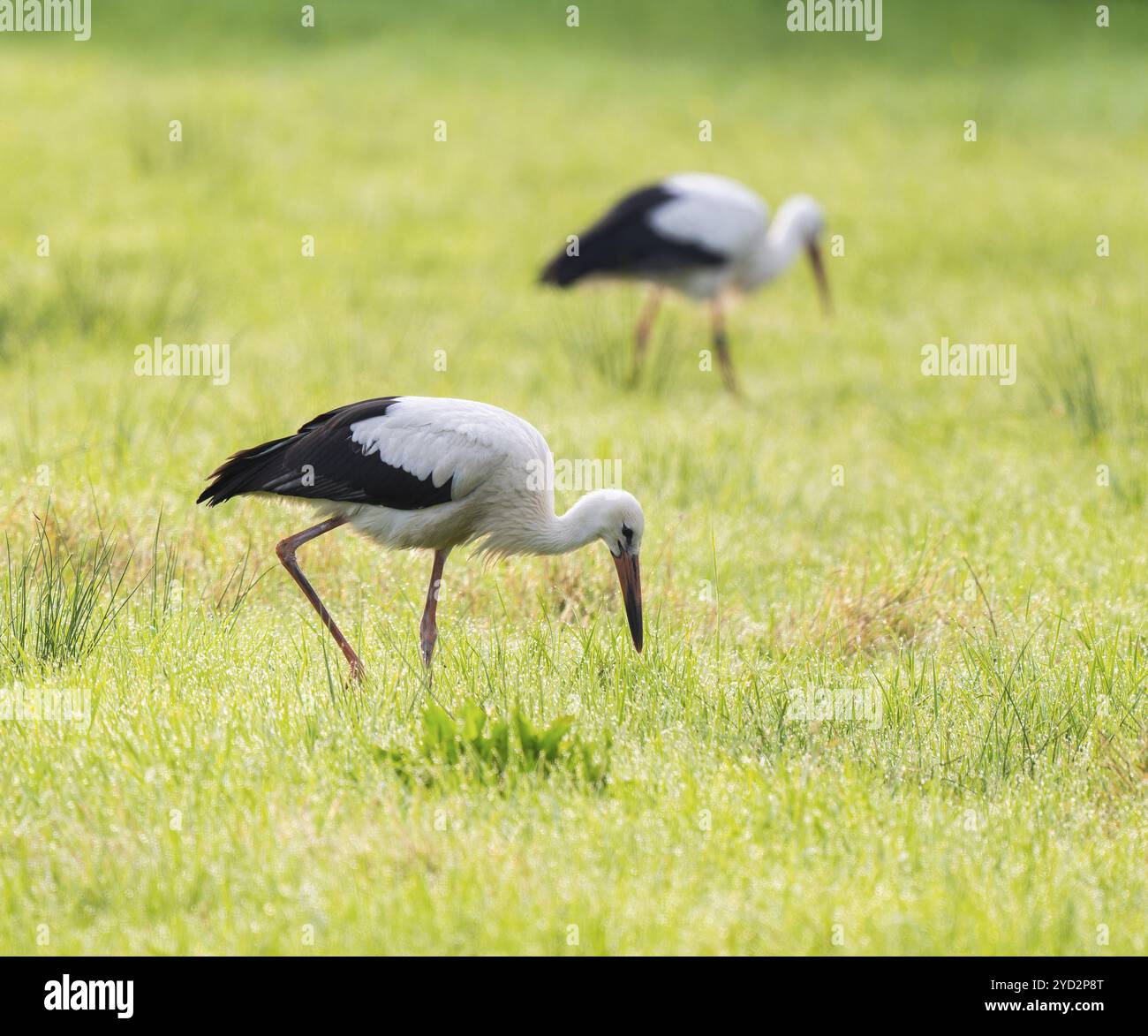 Cigognes blanches (Ciconia ciconia) buvant dans un pré tôt le matin, perles de rosée sur l'herbe, basse-Saxe, Allemagne, Europe Banque D'Images