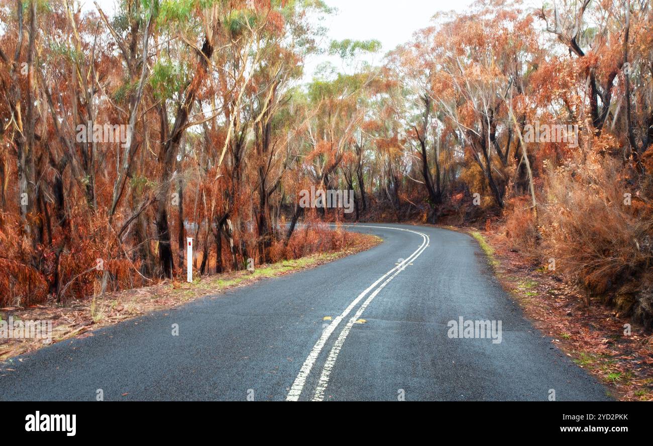 Route sinueuse à travers les buirnt Bush en Australie Banque D'Images