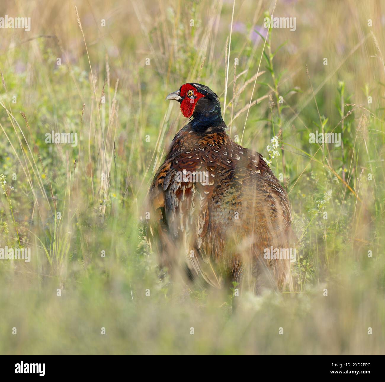 Faisan (Phasianus colchicus), mâle debout dans un pré, Thuringe, Allemagne, Europe Banque D'Images