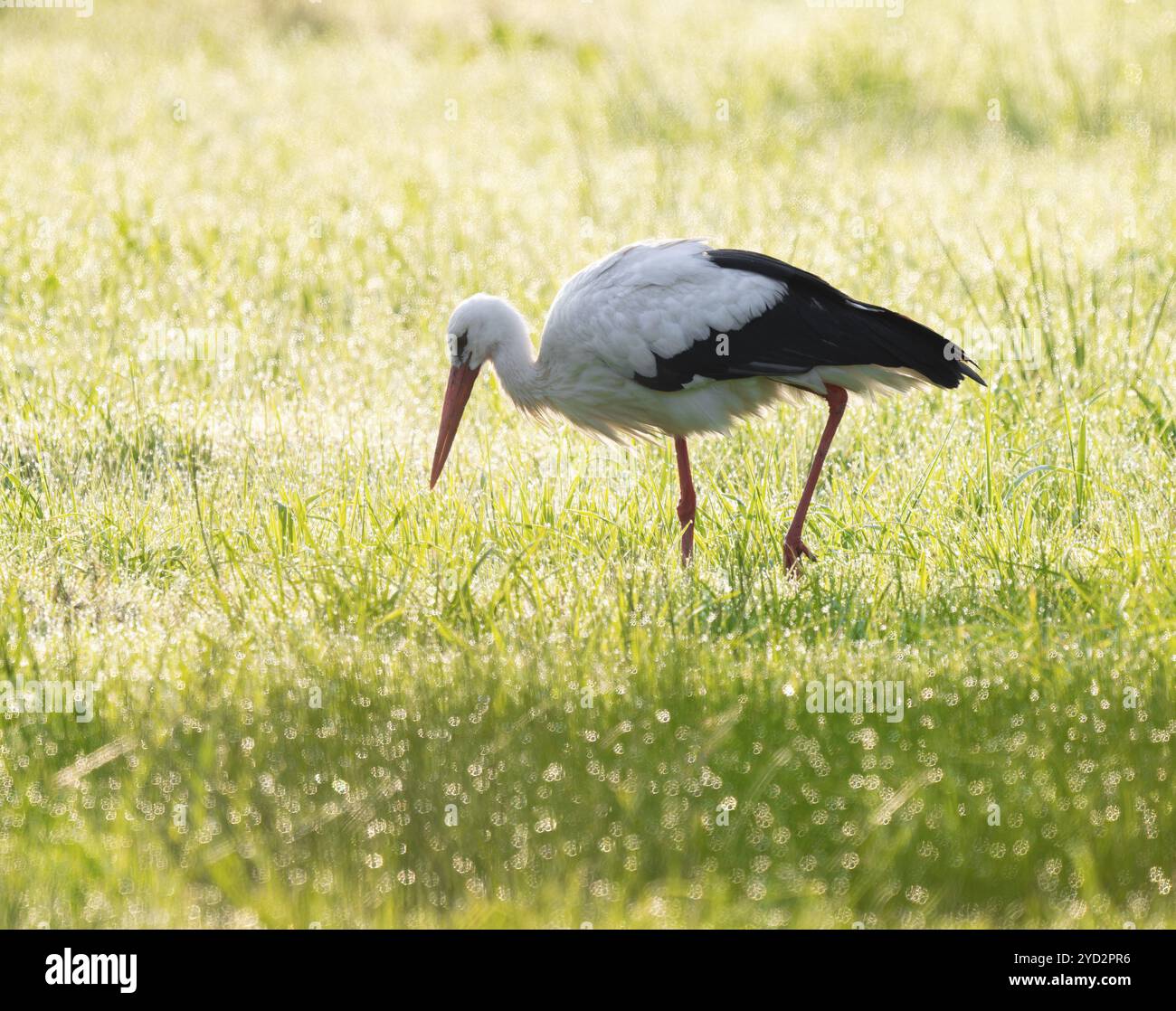 Cigogne blanche (Ciconia ciconia) buvant dans une prairie au petit matin, perles de rosée sur l'herbe, basse-Saxe, Allemagne, Europe Banque D'Images