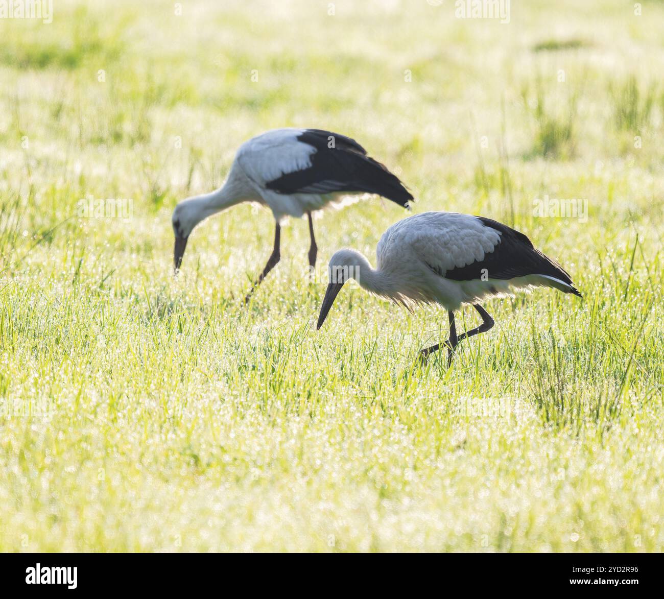Cigognes blanches (Ciconia ciconia) buvant dans un pré tôt le matin, perles de rosée sur l'herbe, basse-Saxe, Allemagne, Europe Banque D'Images