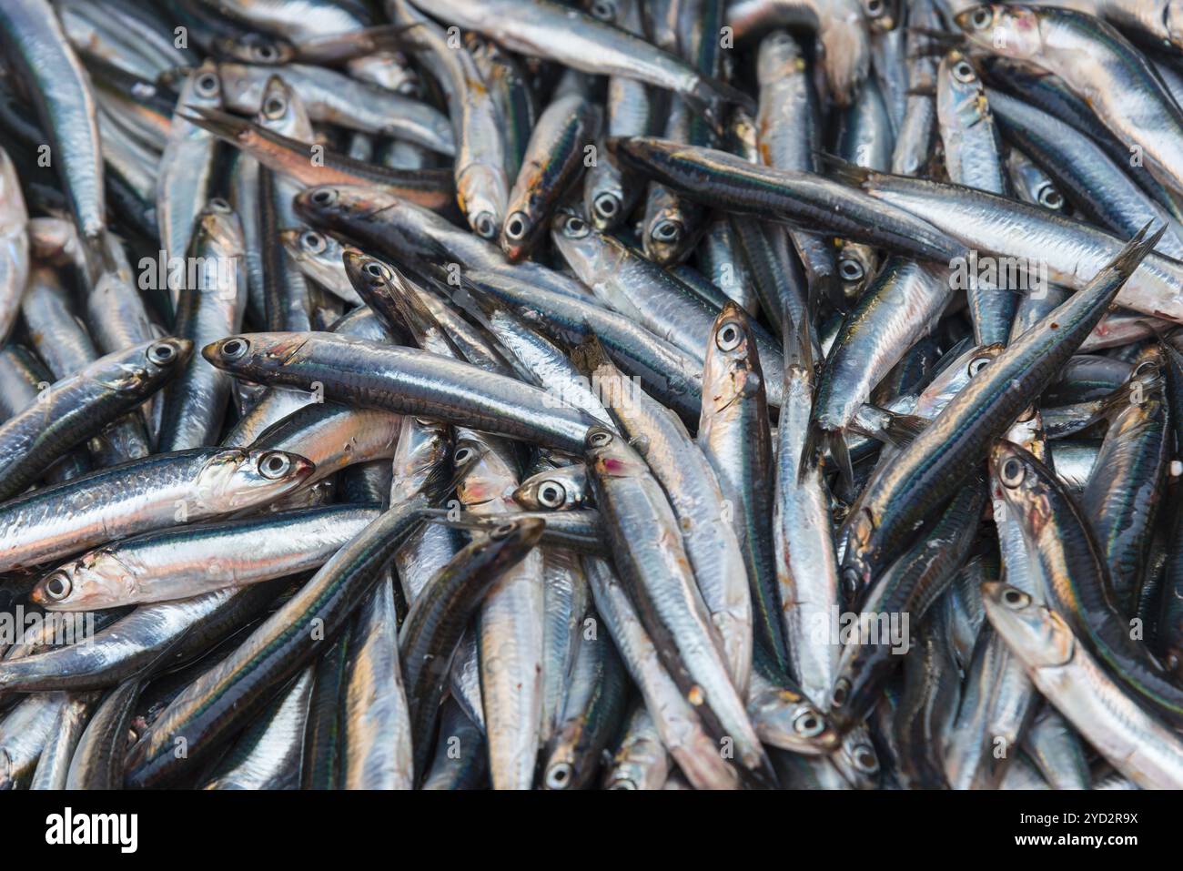 Grande quantité de poisson argenté, couché à proximité, frais et brillant, sprats, marché, Nauplie, Nauplie, Nauplie, Nauplie, Argolis, Péloponnèse, Gree Banque D'Images