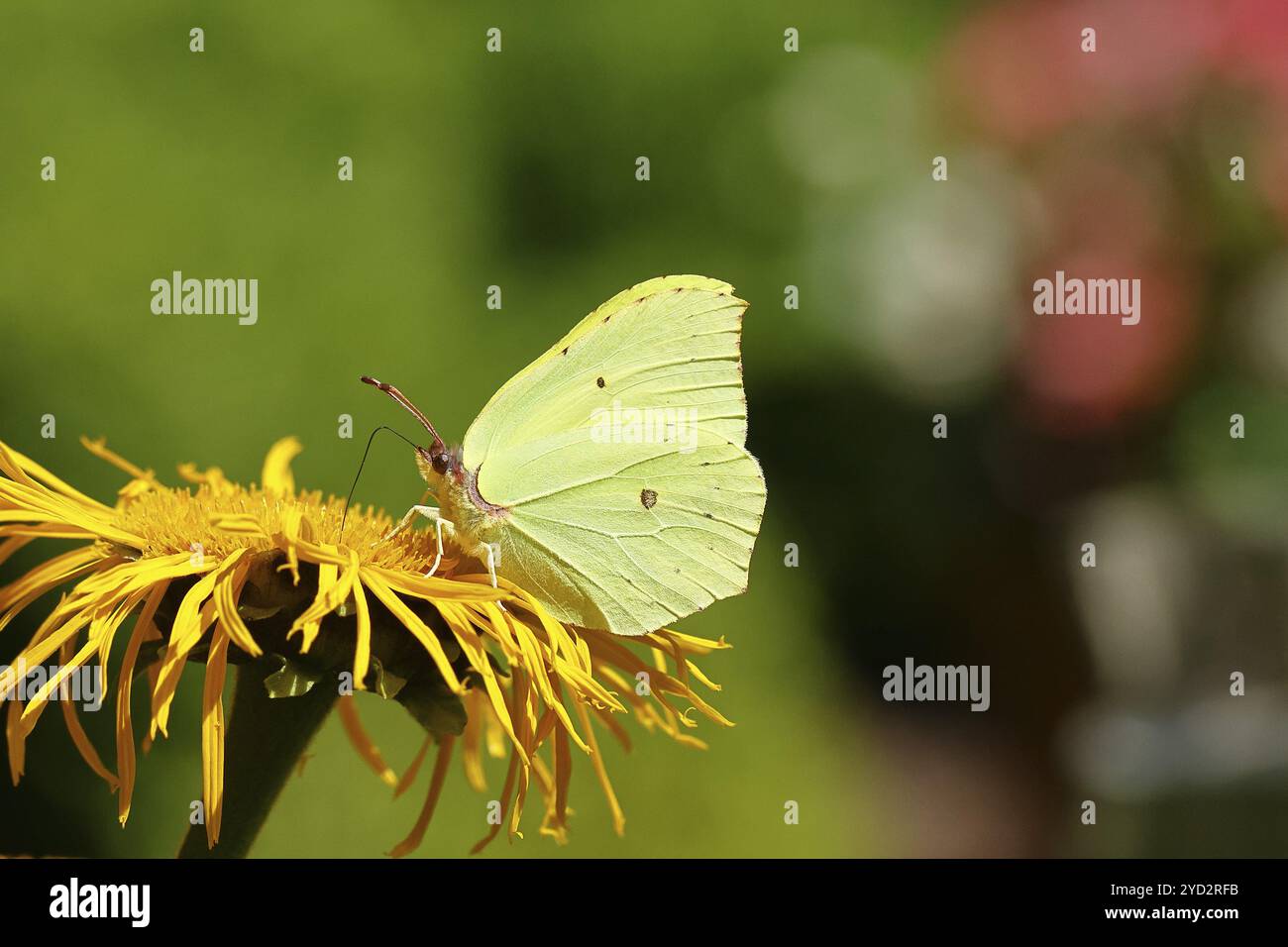 Papillon citron (Gonepteryx rhamny) sur une fleur jaune d'un grand Telekie (Telekia speciosa), Wilnsdorf, Rhénanie du Nord-Westphalie, Allemagne, Europe Banque D'Images