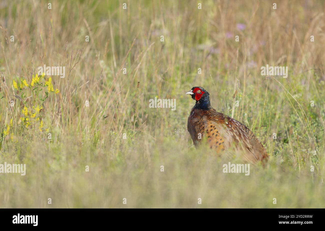 Faisan (Phasianus colchicus), mâle debout dans un pré, Thuringe, Allemagne, Europe Banque D'Images