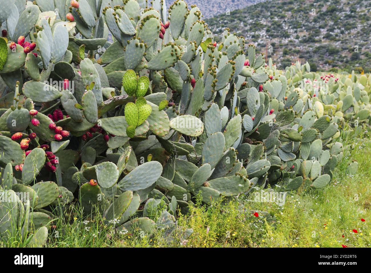 Cactus de barbarie (Opuntia ficus-indica) cactus luxuriants avec fruits verts et fruits rouges dans la nature, Péloponnèse, Grèce, Europe Banque D'Images