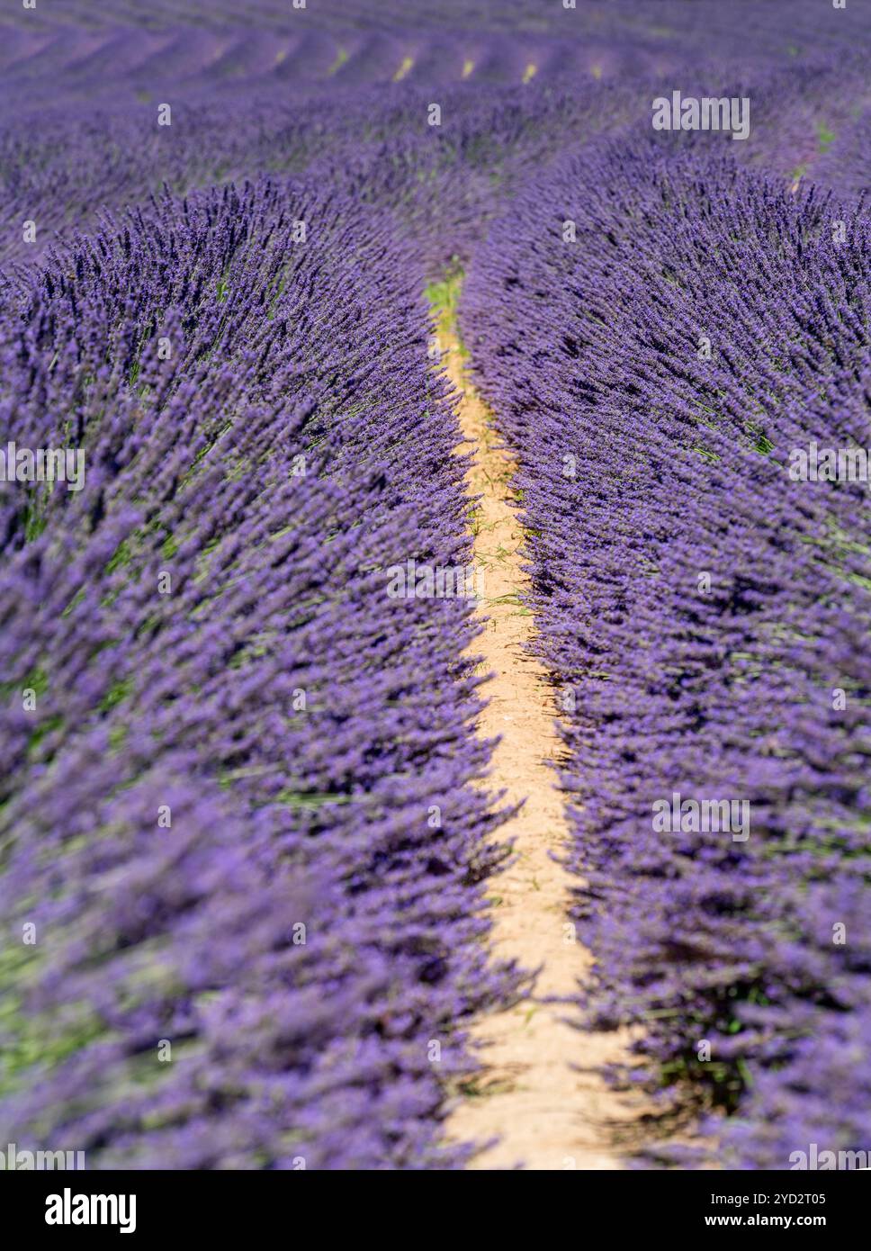 Détail plein cadre ensoleillé de champ de lavande fleuri lumineux vu dans la région de Provence dans le sud de la France Banque D'Images
