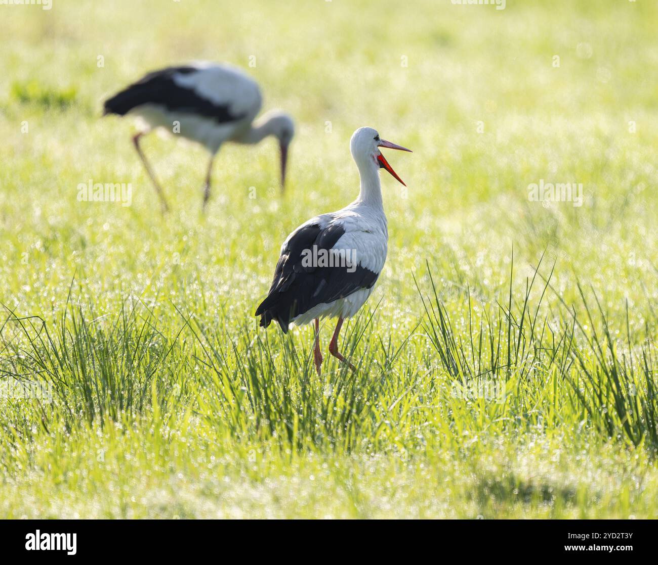 Cigognes blanches (Ciconia ciconia) buvant dans un pré tôt le matin, perles de rosée sur l'herbe, basse-Saxe, Allemagne, Europe Banque D'Images
